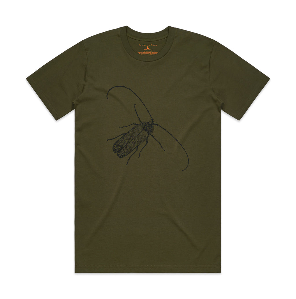 Huhu beetle