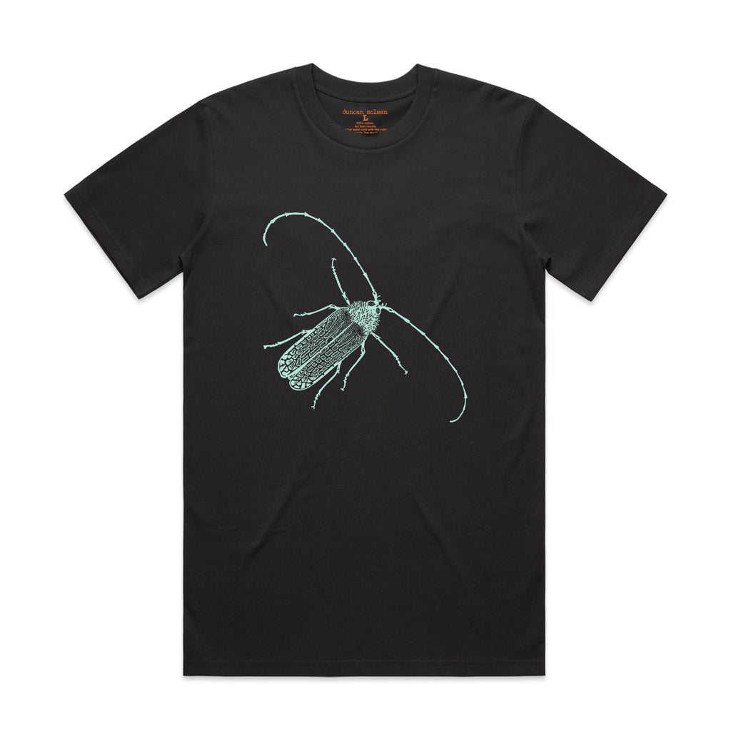Huhu beetle